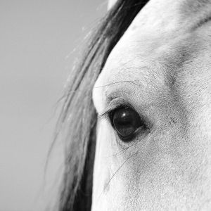 Primer plano del ojo de un caballo