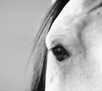 Primer plano del ojo de un caballo