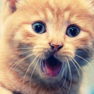 Gatito Naranja Adorable