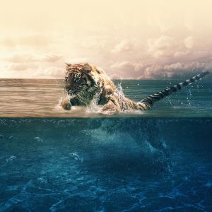 Tigre nadando en el agua