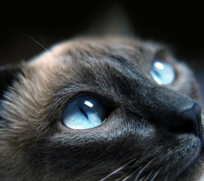 Gato Siamés Acercándose