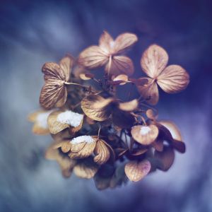 Flores de Hortensia Secas