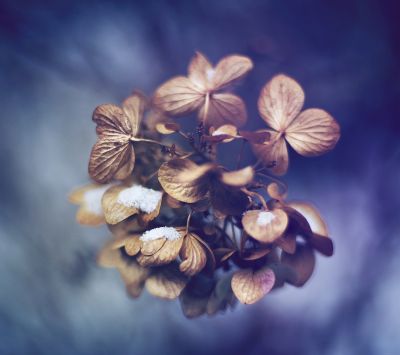 Flores de Hortensia Secas