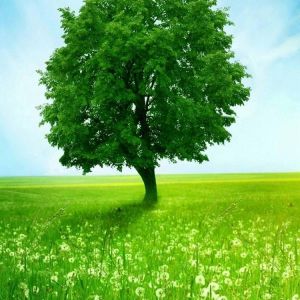 Árbol Verde en el Campo