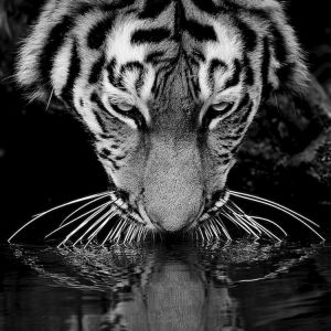 Majestuoso Reflejo de Tigre