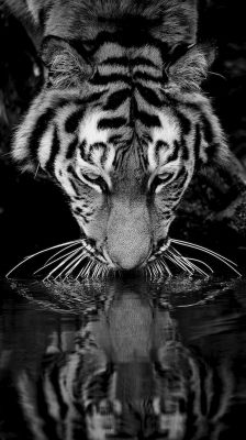 Majestuoso Reflejo de Tigre