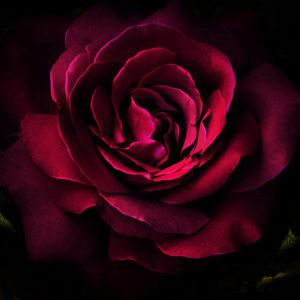 Hermosa Rosa Roja Oscura