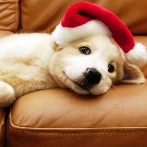 Cachorro Adorable con Sombrero de Santa