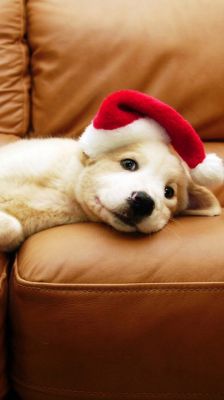 Cachorro Adorable con Sombrero de Santa