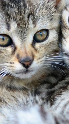 Gatitos Lindos en Primer Plano
