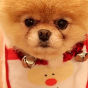 Pomerania Navideño Adorable
