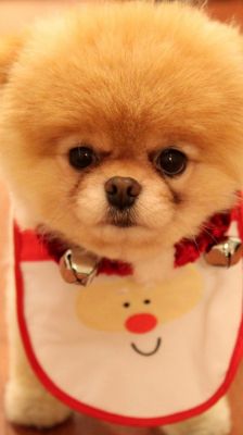 Pomerania Navideño Adorable