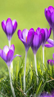 Flores de Crocus Moradas