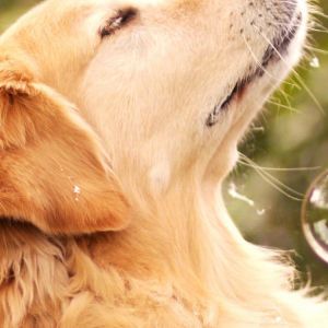 Golden Retriever con Burbujas