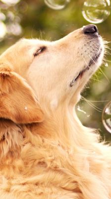 Golden Retriever con Burbujas