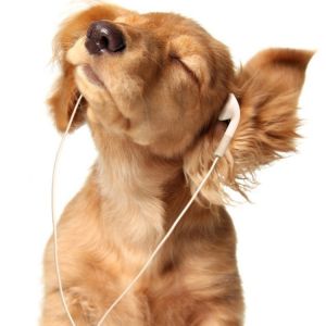 Perro lindo escuchando música