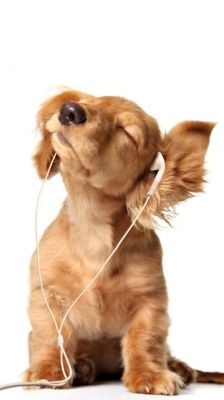 Perro lindo escuchando música