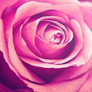 Hermosa Rosa Rosa