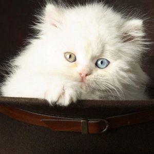 Gato Blanco Adorable con Ojos Azules y Amarillos