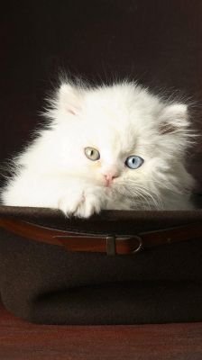 Gato Blanco Adorable con Ojos Azules y Amarillos
