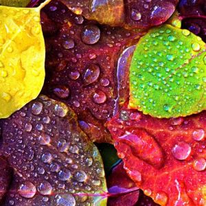Hojas Coloridas con Gotas de Agua