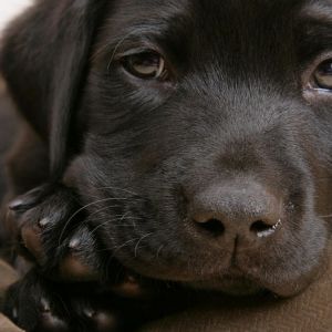 Cachorro de Labrador Negro Adorable