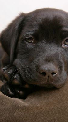 Cachorro de Labrador Negro Adorable