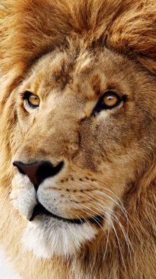 León Majestuoso en Primer Plano