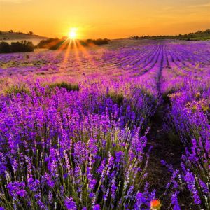 Campos de Lavanda al Atardecer