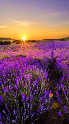 Campos de Lavanda al Atardecer