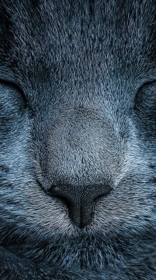 Primer plano de un animal lindo