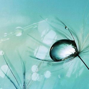 Semillas de Diente de León con Gota de Agua