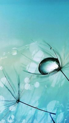 Semillas de Diente de León con Gota de Agua