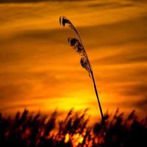 Silhouette al Atardecer