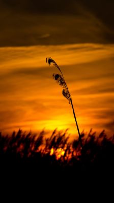 Silhouette al Atardecer