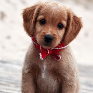 Cachorro Adorable con Pañuelo Rojo