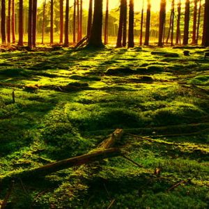 Paisaje Forestal Soleado