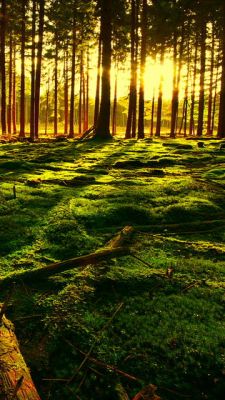 Paisaje Forestal Soleado