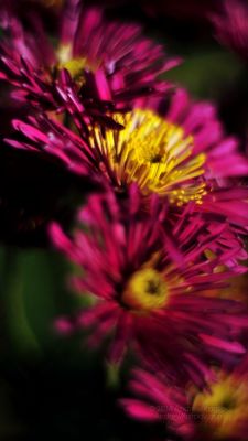 Flores Rosadas Vibrantes