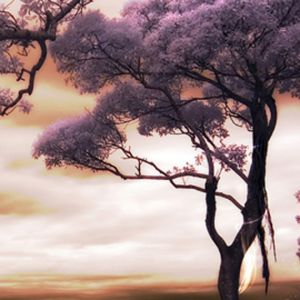 Paisaje Rosa Sereno