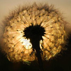 Diente de león al atardecer