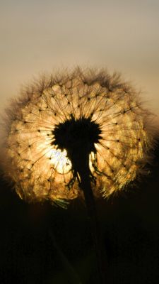 Diente de león al atardecer