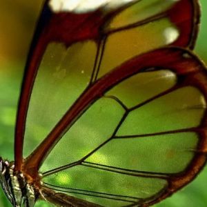 Mariposa con Alas de Cristal