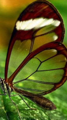 Mariposa con Alas de Cristal