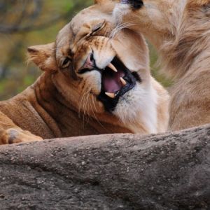 Leones Juguetones