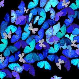 Mariposas Azules