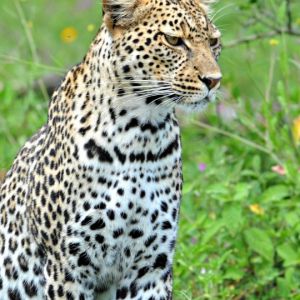 Leopardo en la Naturaleza