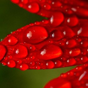 Pétalos Rojos con Gotas de Rocío