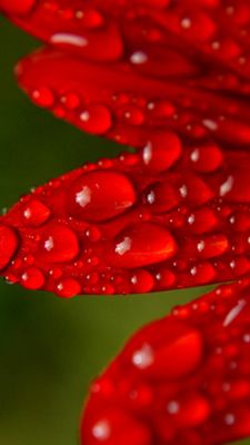 Pétalos Rojos con Gotas de Rocío