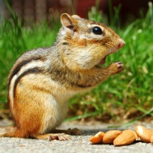 Ardilla Linda Comiendo